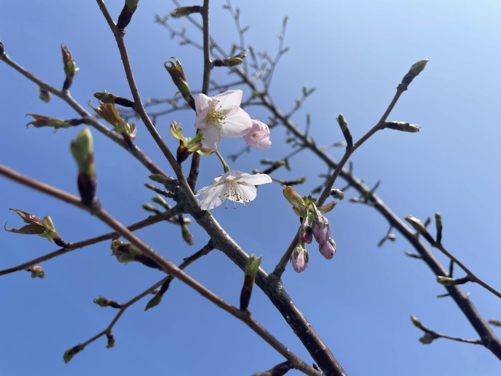 桜が咲き始めました！ | 株式会社 昭和測量設計事務所